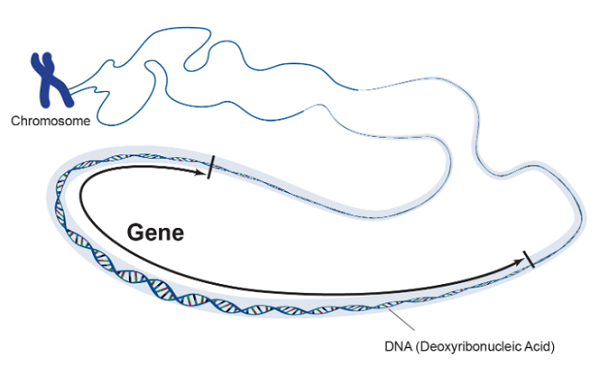 Gene Expression Data Analysis (1)
