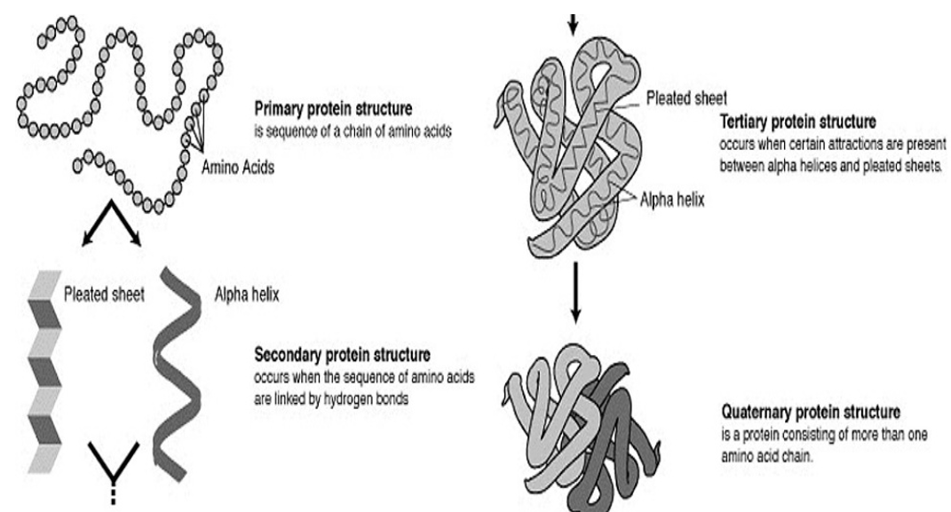 Protein Structure Prediction